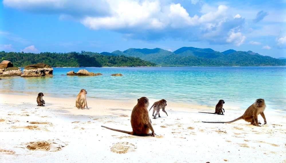 Affen am Strand in Thailand